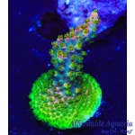 Acropora – Fruity Pebbles