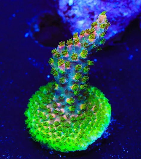 Acropora – Fruity Pebbles | Affordable Aquaria