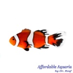 Longfin Ocellaris Clownfish