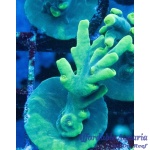 Acropora – Pandora