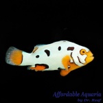 Picasso Helmet Clownfish