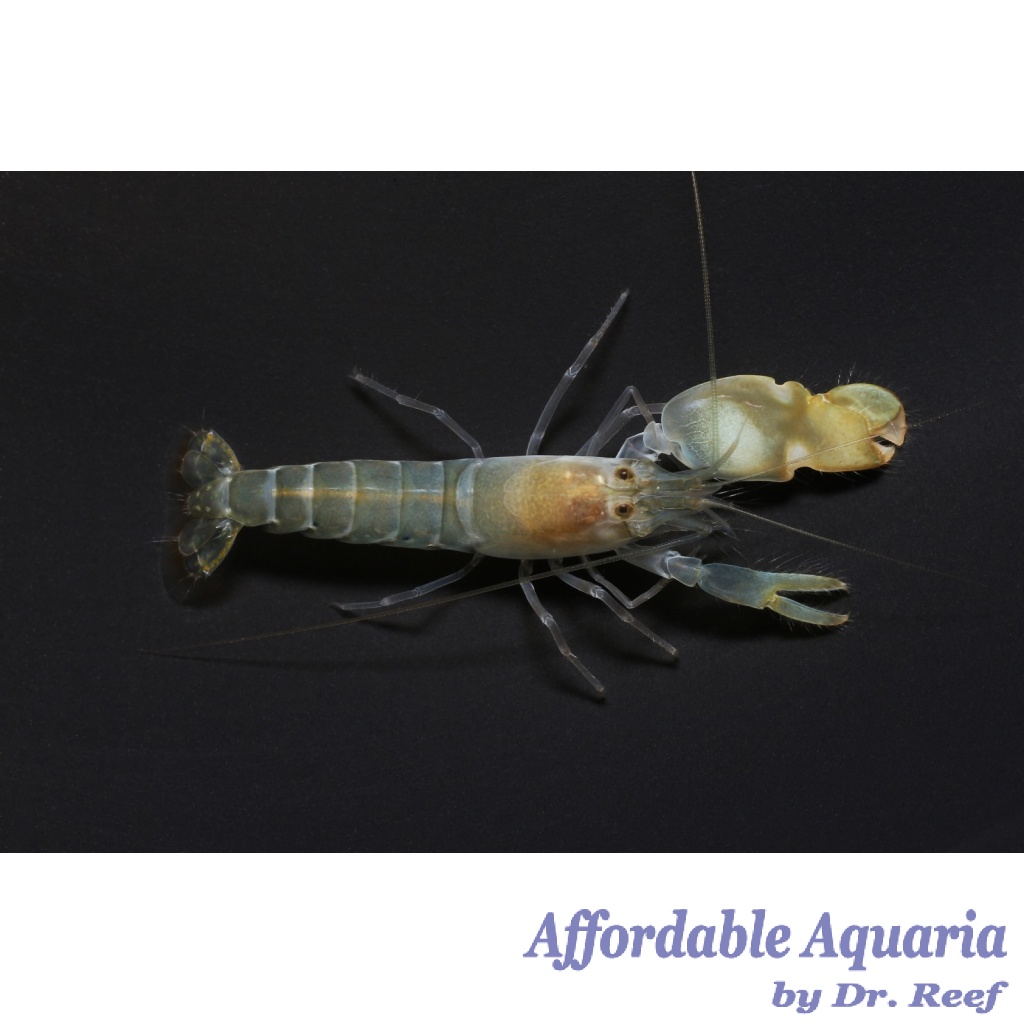 Pistol Shrimp Affordable Aquaria