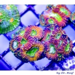 Acan – Lord Pumpkin