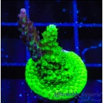 Acropora – Raspberry Splice