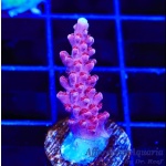 Acropora – Red Robin