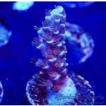 Acropora – Sin City