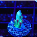 Acropora – Taj Mahal