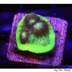 Chalice – Alien Pink Eyed