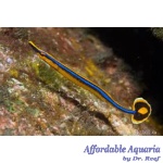 Bluestripe Pipefish