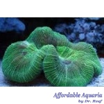 Trachyphyllia geoffroyi – Green Aussie