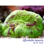 Trachyphyllia geoffroyi – Metallic Aussie