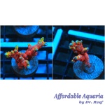 Montipora – Forest Fire Digitada