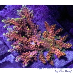 Acropora - Candyland