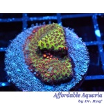 Stylophora – Candy Apple