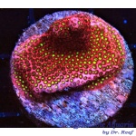 Stylophora – Electric Daisy