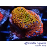 Montipora – Fruity Pebbles