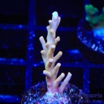 Acropora - Golden Honeycomb