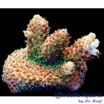 Acropora - Golden Goose Millepora