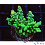 Acropora – Kermit the Frog Tort