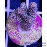 Acropora - Lady in Pink