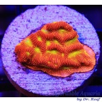 Lepto – Jack-O-Lantern