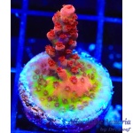 Acropora - Maleficent