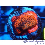 Montipora – Mystic Sunset