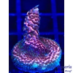 Acropora - Purple Reaper