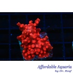 Cyphastrea – Red Branching