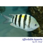 Sergeant Major Damsel