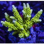 Acropora - Green Slimer Staghorn
