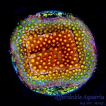 Stylophora - Twisted Metal