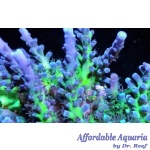Acropora - Miyagi Tort