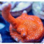 Montipora – Bubblegum Digitada