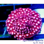 Cyphastrea – Bubblemint