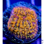 Chalice – Cloudberry