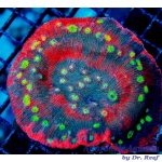 Chalice – Crazy Eye