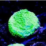 Montipora – Emerald Forrest