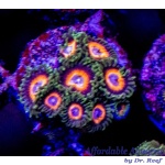 Zoanthid – Fairytale