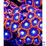 Zoanthid – Fire and Ice