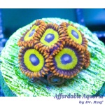 Zoanthid – Fruit Loops