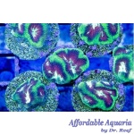 Goniastrea – Funky Turtle Maze