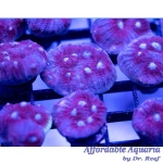 Chalice – Ghost Eye