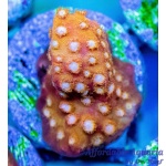 Cyphastrea – Golden Girl