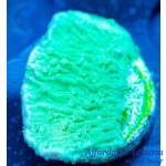 Montipora – Green Cap