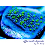 Montipora – Lightning Cap