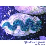 Maxima Clam Ultra 5-6"