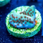 Montipora – Mind Trick