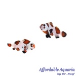 Mocha Storm Bonded Pair