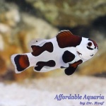 Mocha Storm Clownfish